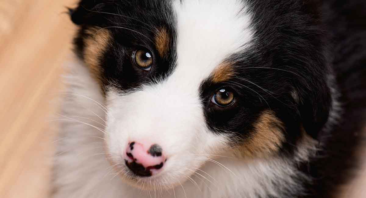 cutest dog breeds 2019