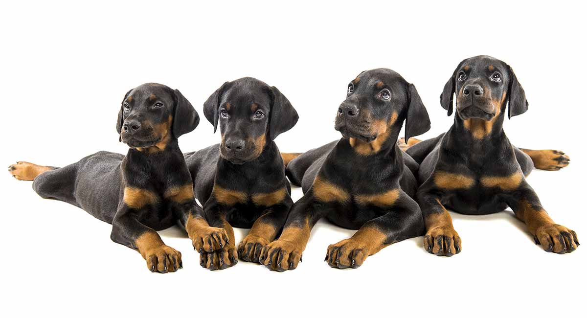 how big should a doberman be at 8 weeks