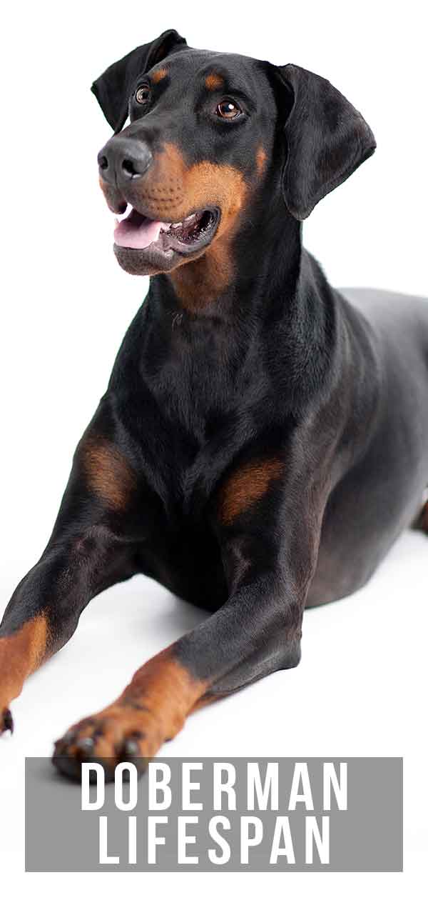 doberman lifespan