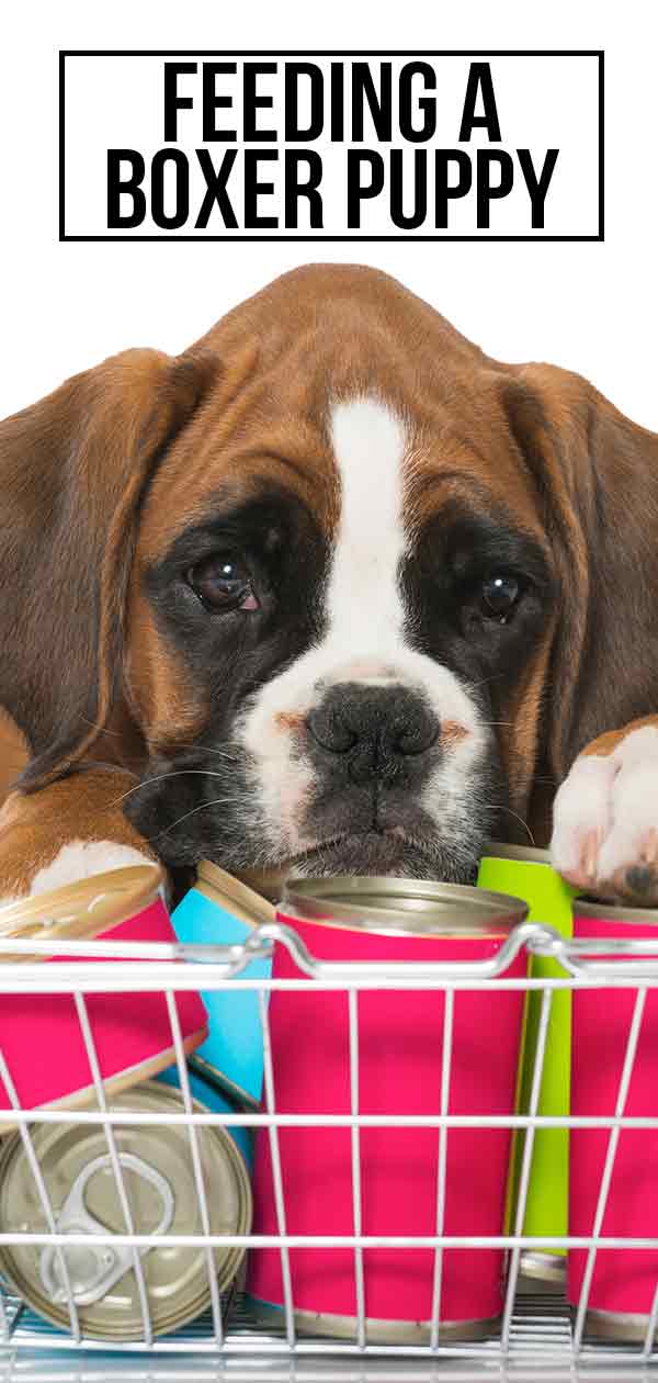 Feeding a Boxer Puppy the Best Diet in the Right Way