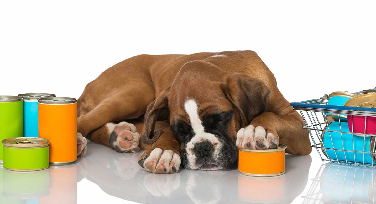 Feeding a Boxer Puppy the Best Diet in the Right Way