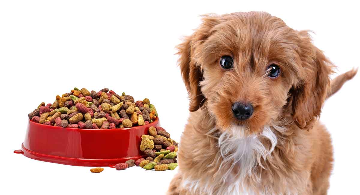 how often should i feed my 3 month old puppy