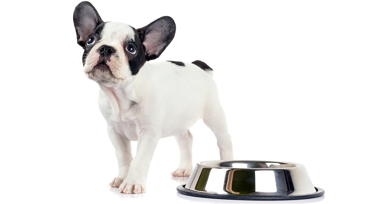 Feeding A French Bulldog Puppy Schedules And Amounts