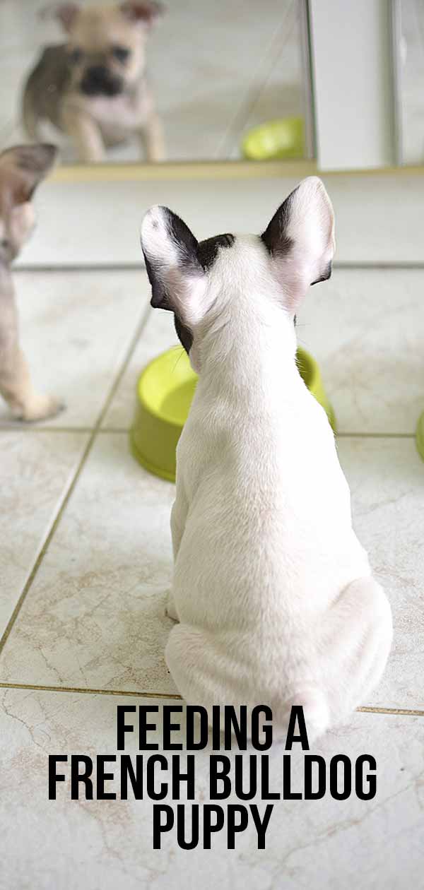 Feeding A French Bulldog Puppy Schedules And Amounts