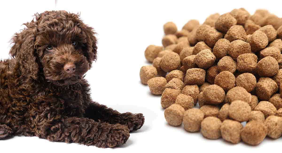 Feeding A Labradoodle Puppy The Best Possible Diet