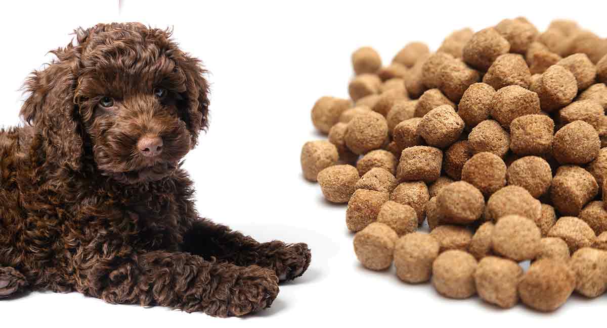 best dry food for labradoodles