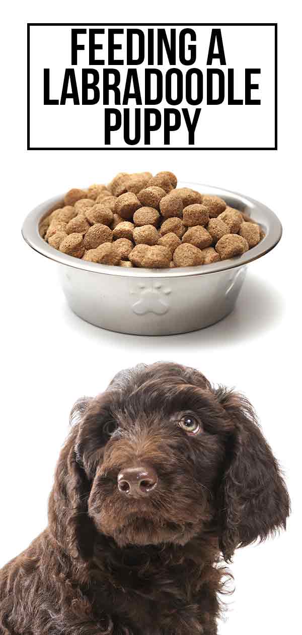 Feeding A Labradoodle Puppy The Best Possible Diet