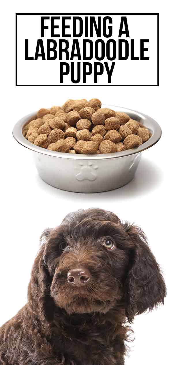 how much does it cost to feed a labradoodle