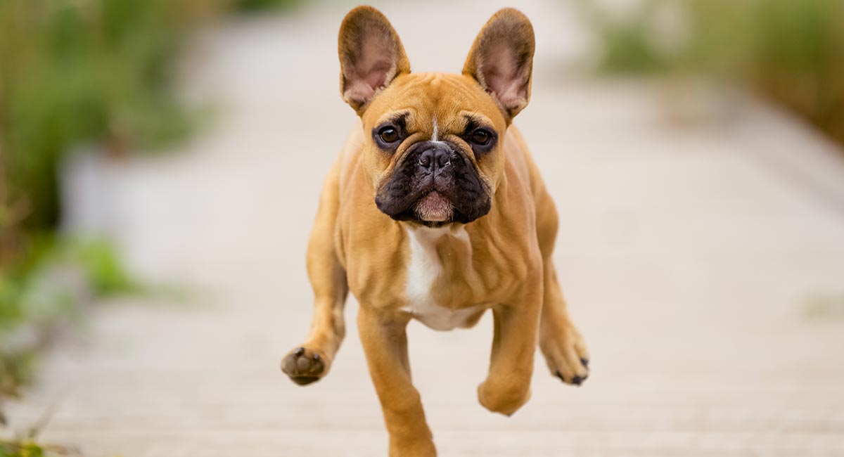 are french bulldogs active