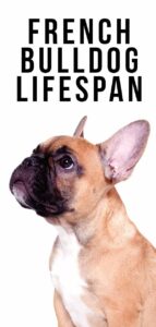 French Bulldog Lifespan - How Long Do Frenchies Live?