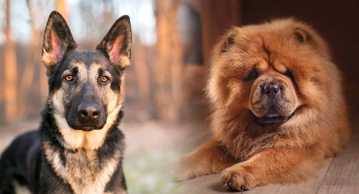 half chow chow half german shepherd