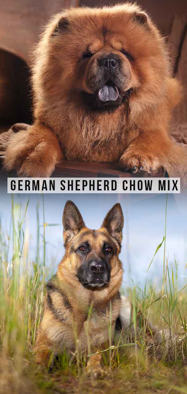 German Shepherd Chow Mix A Large, Loyal Cross Breed