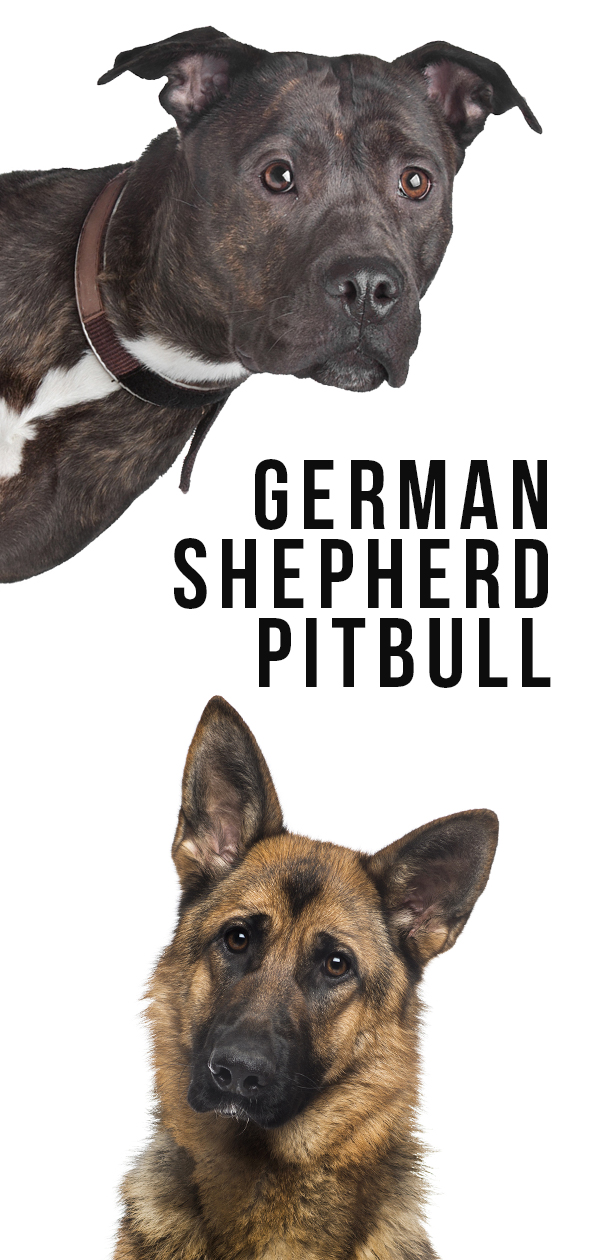 Mélange berger allemand-pitbull - Un guide complet sur ce croisement insolite