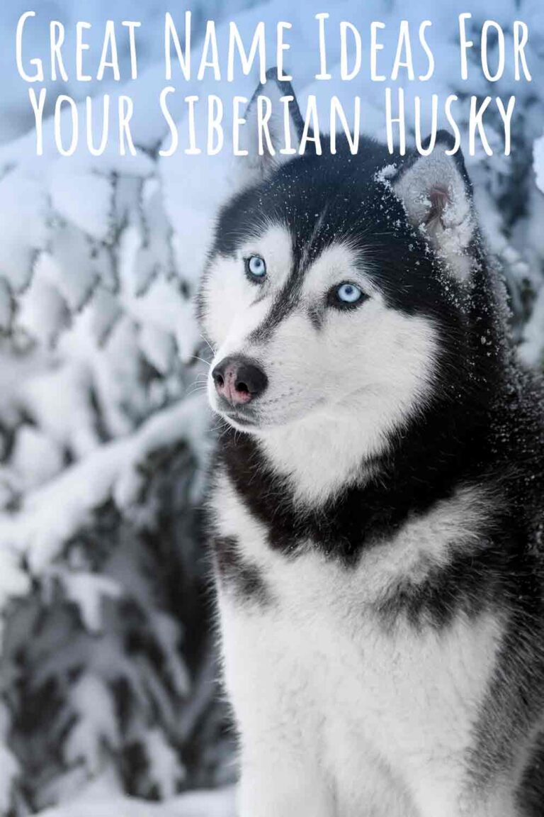 husky-names-great-name-ideas-for-siberian-and-alaskan-huskies