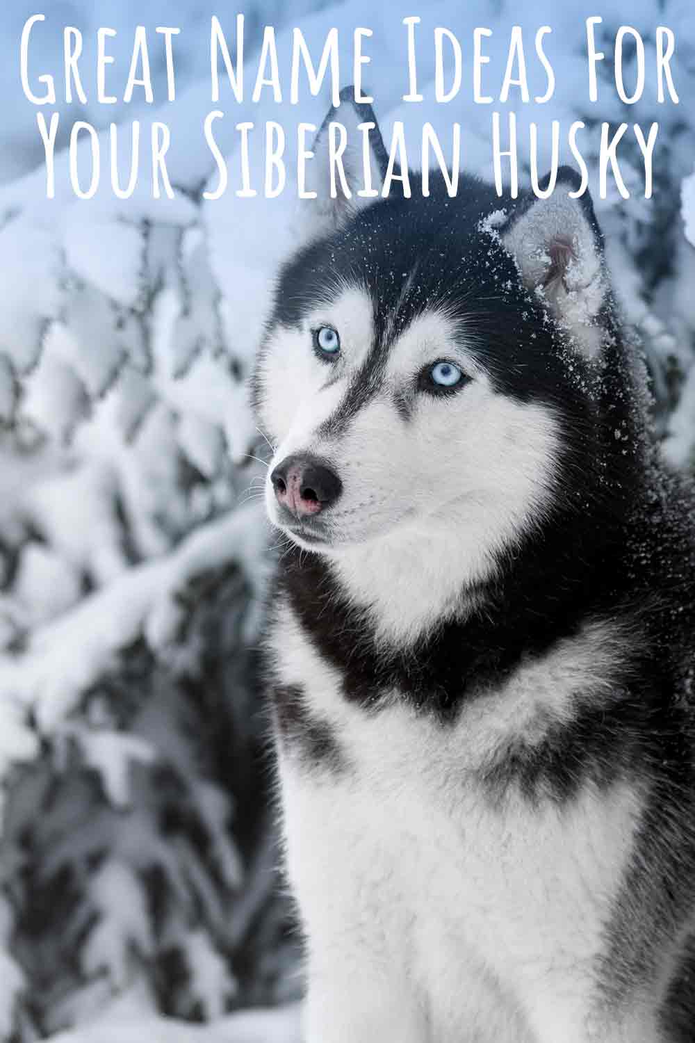 Beautiful black and white husky 