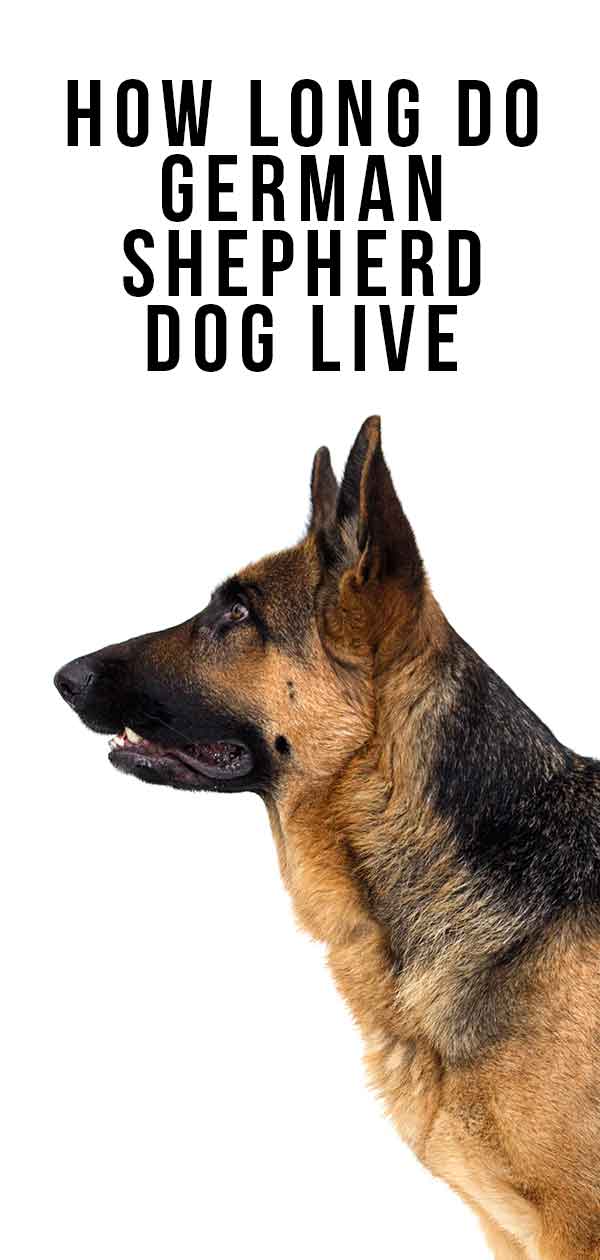 german shepherd lifespan