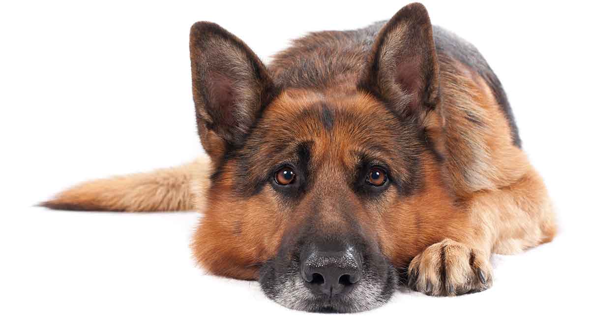 German Shepherd Lifespan How Long Do German Shepherd Dogs Live