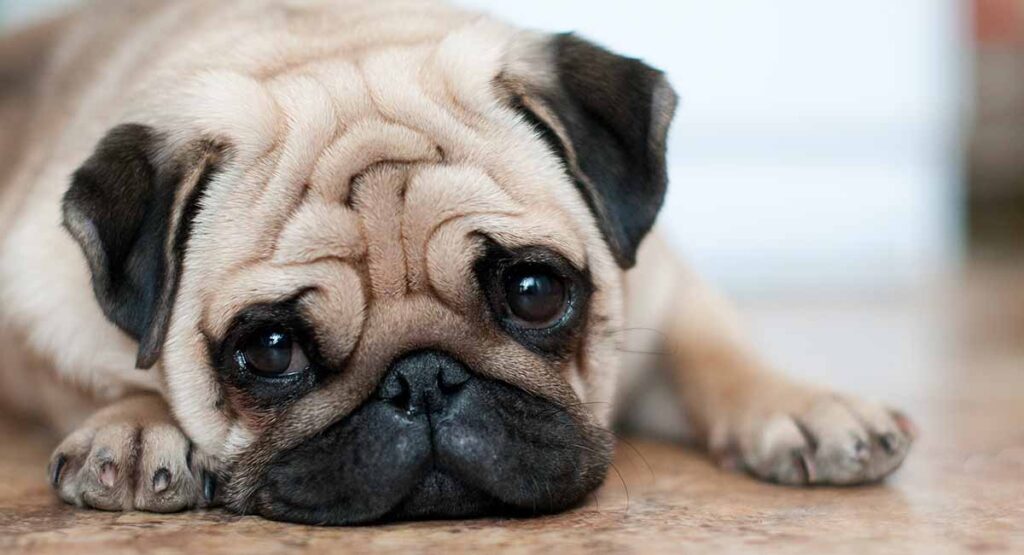 sad looking fawn pug adult