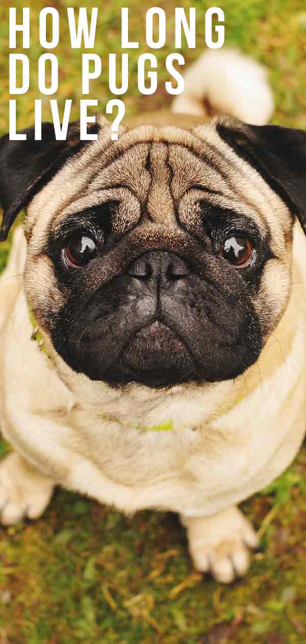 pug life span with diabetes