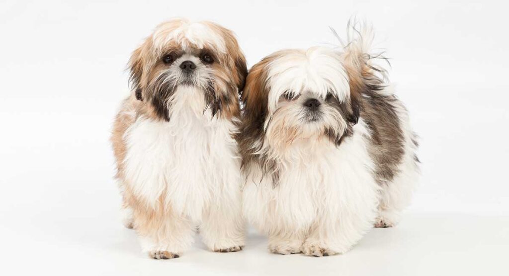 two shih tzu dogs