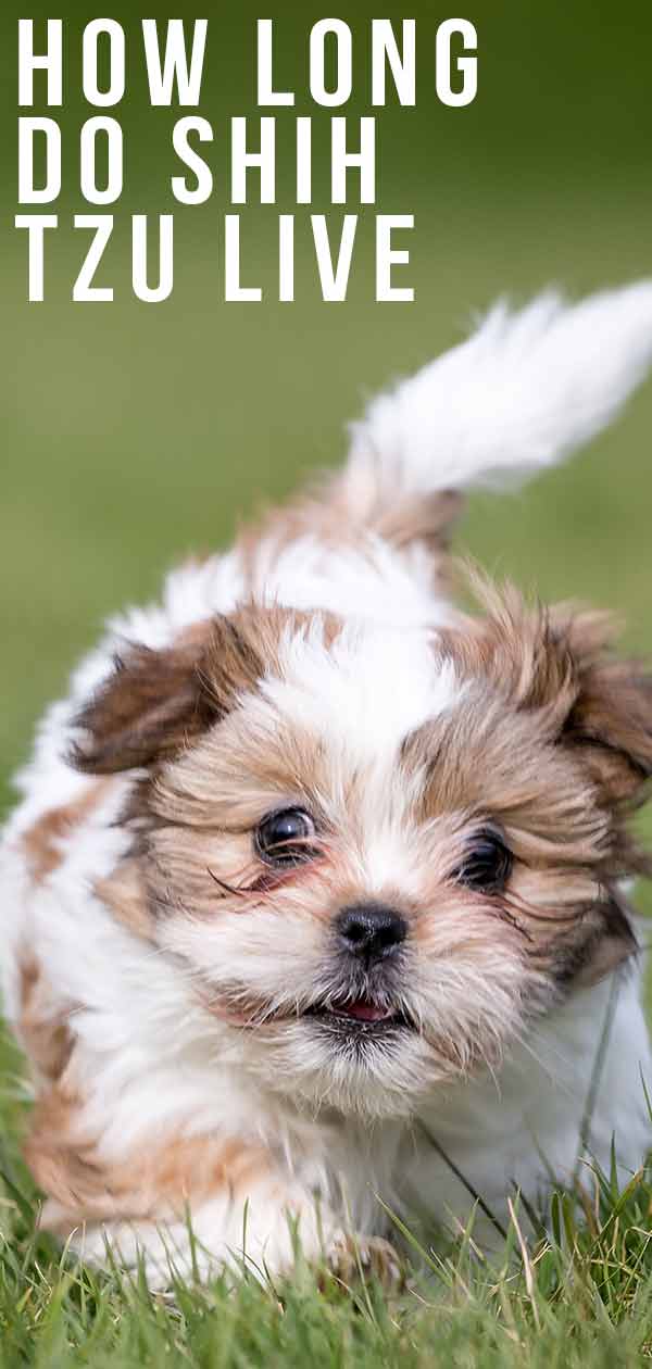 How long does shih tzu live for