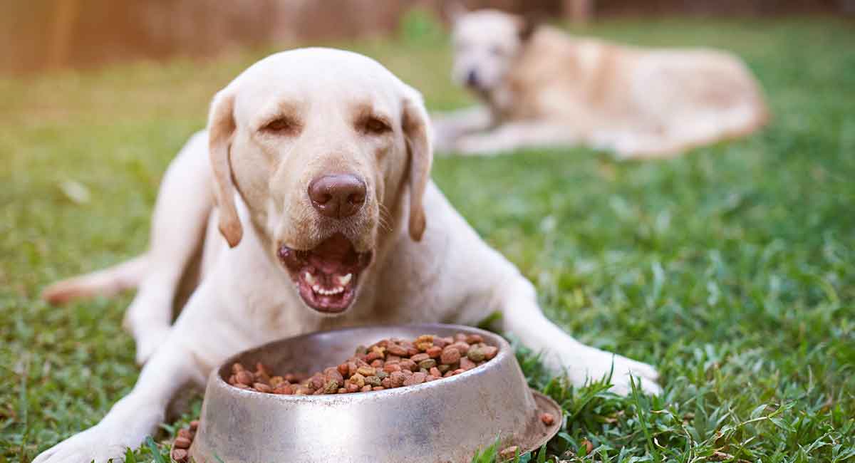 How Much Times Should A Dog Eat A Day