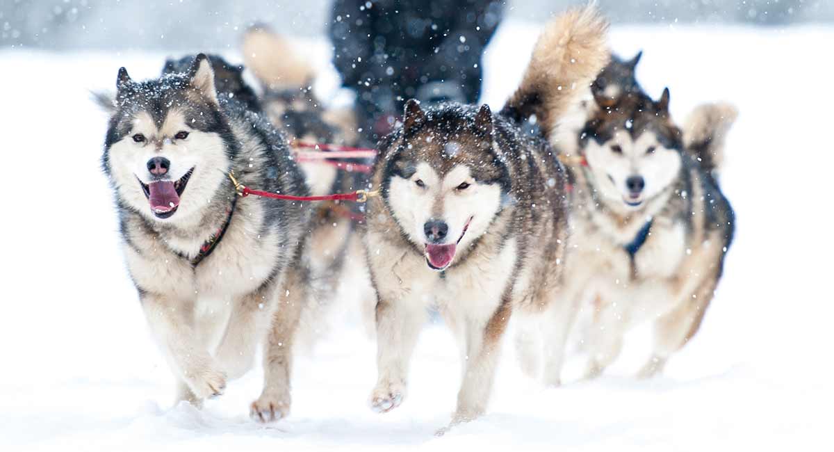 how big is the biggest siberian husky