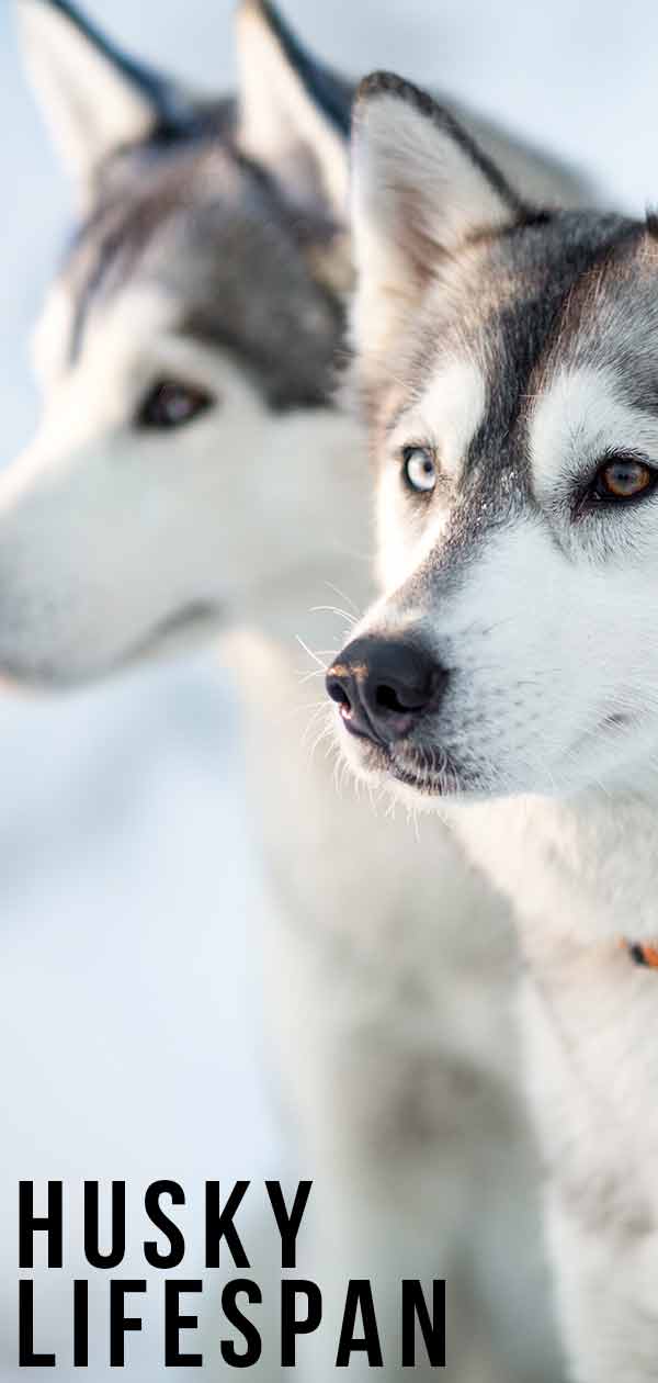 Husky Lifespan How Long Do Siberian Huskies Live