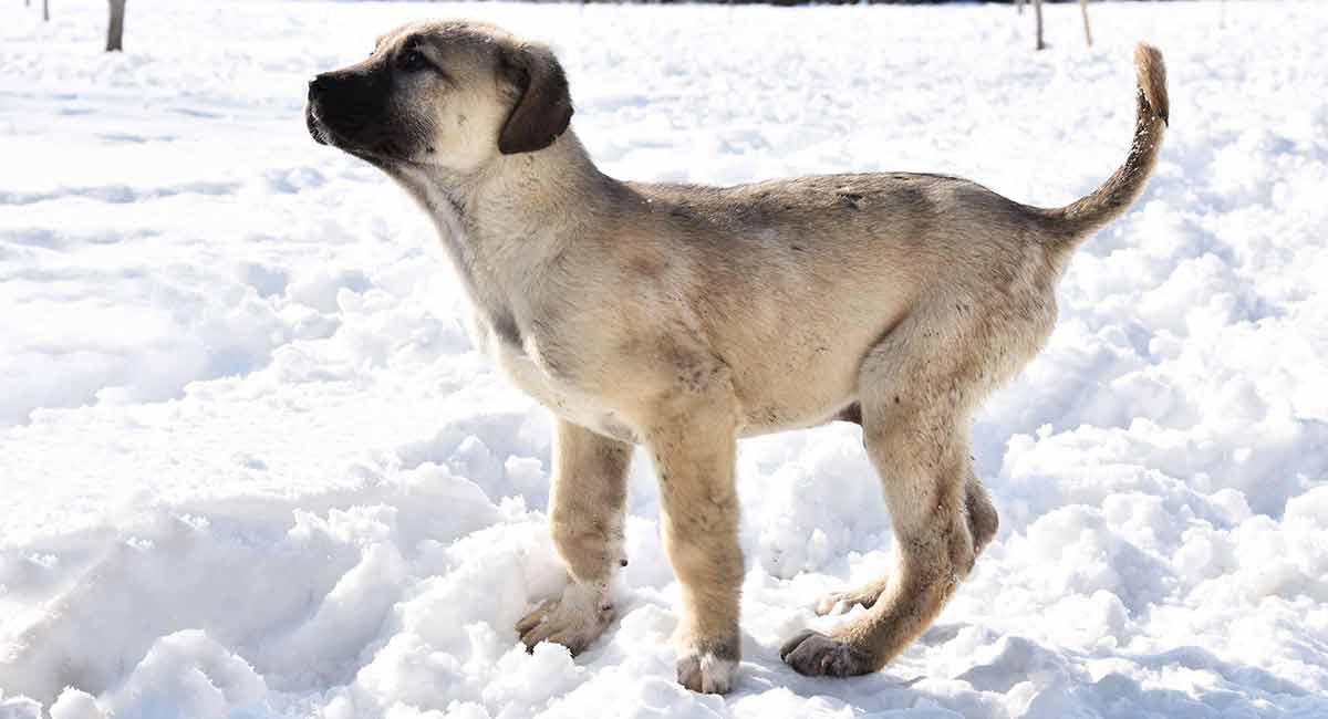 kangal shepherd dog