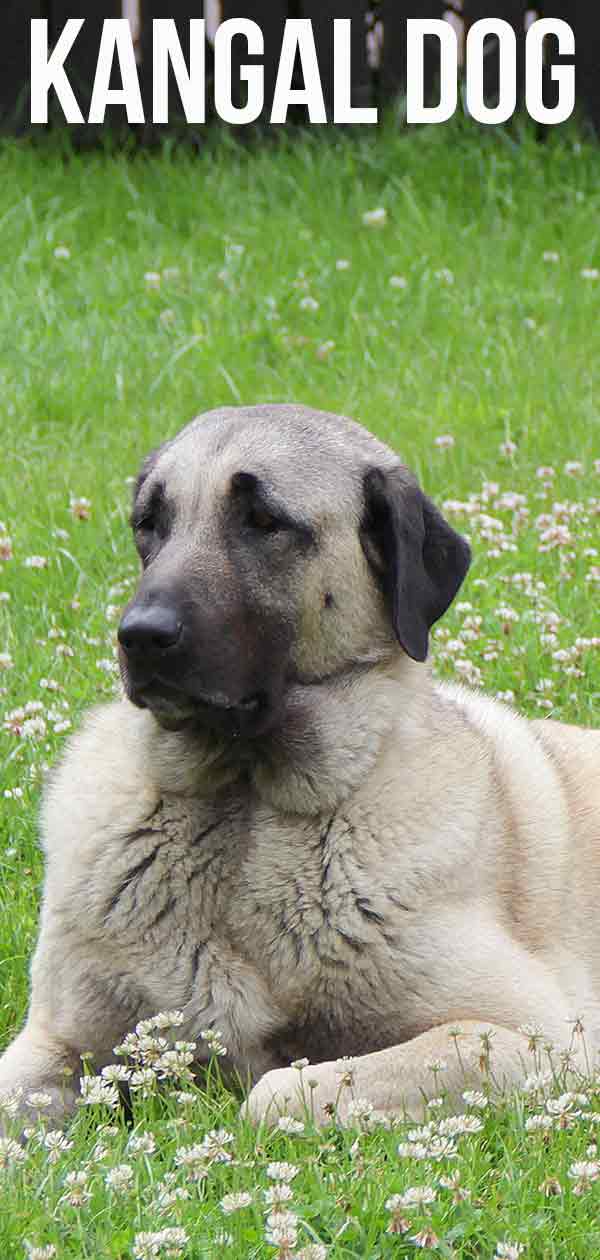 are kangal shepherd dog the most intelligent dogs