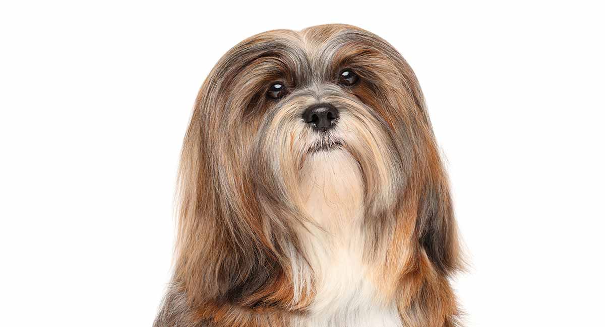 is a lhasa apso a good family dog