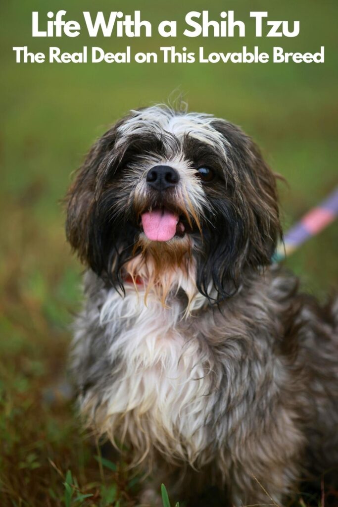 photo of a shih tzu dog