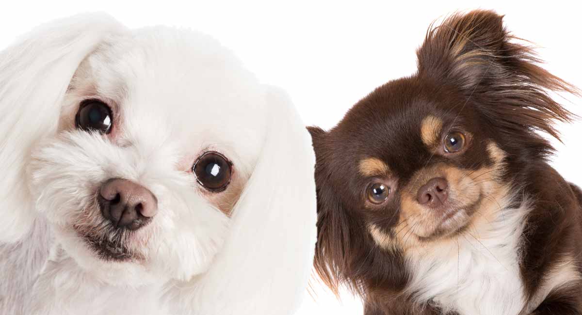 Maltese Mix - Breed Traits and Care