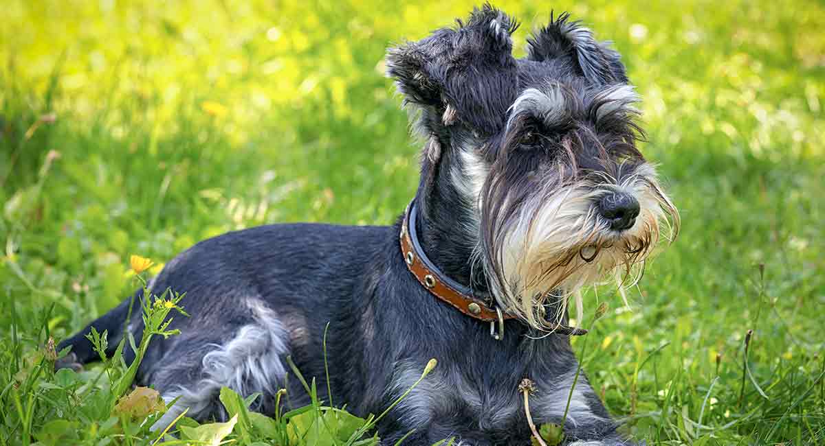 do schnauzers have human hair