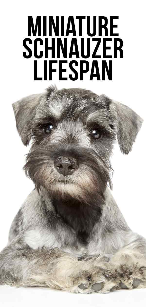 do schnauzers have human hair