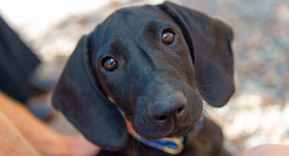 plott hound puppy