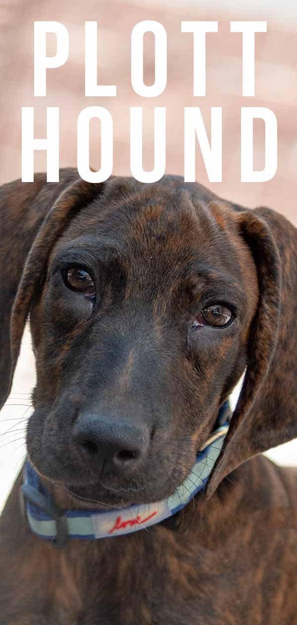 does a plott hound puppy bark loudly