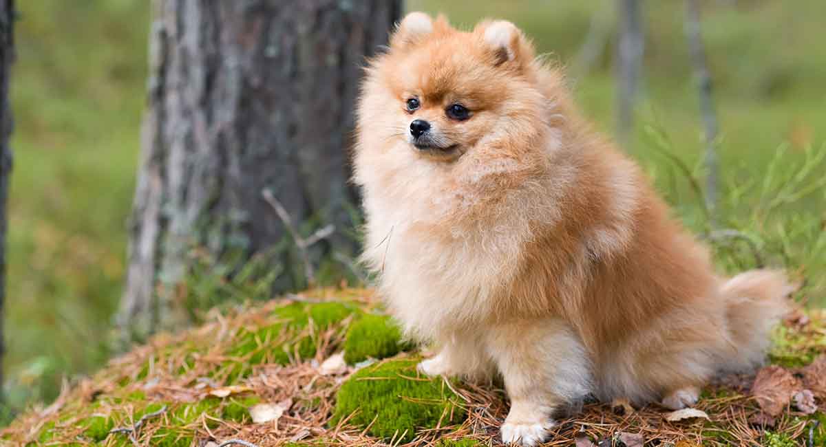 older pomeranian