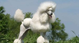 poodle lifespan
