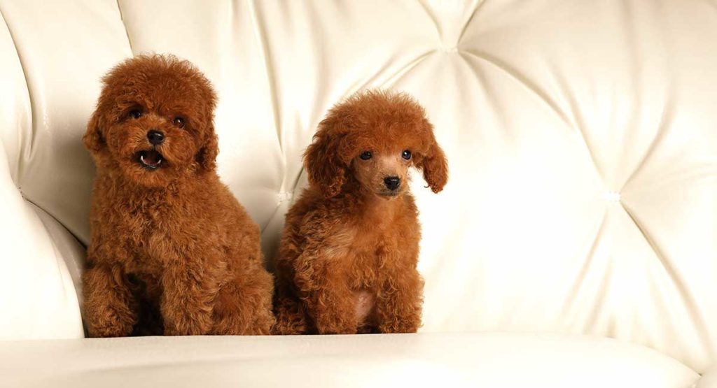 red toy poodle