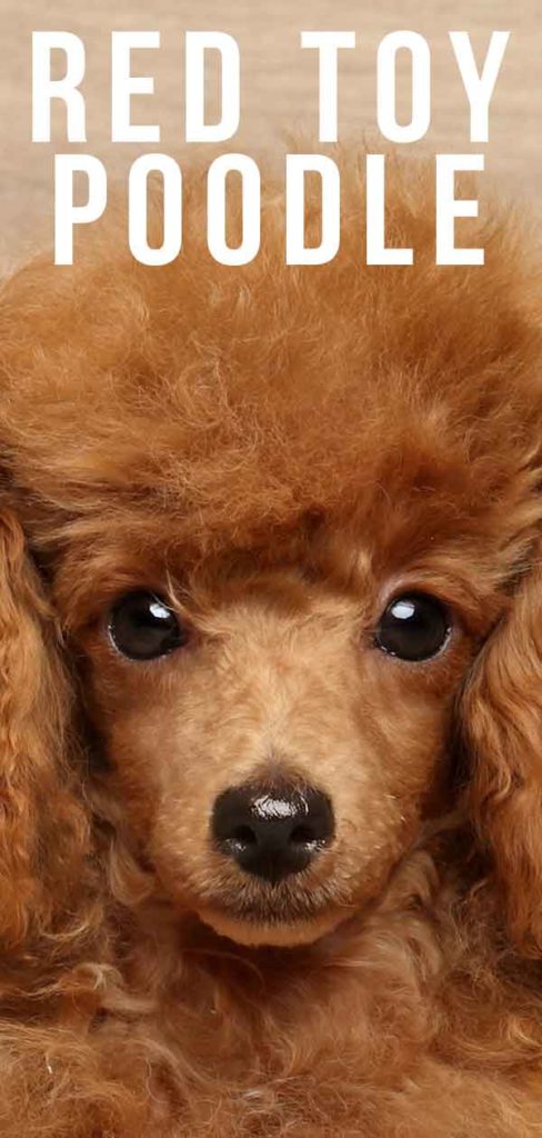 red toy poodle