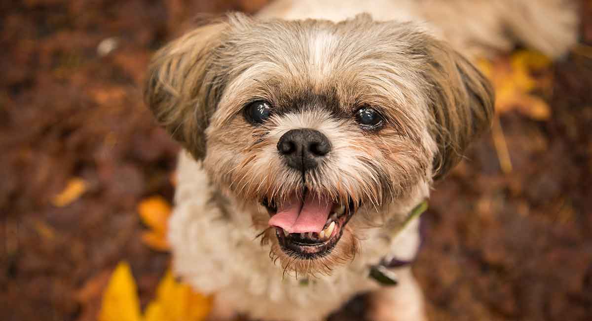 do shih tzus make good pets