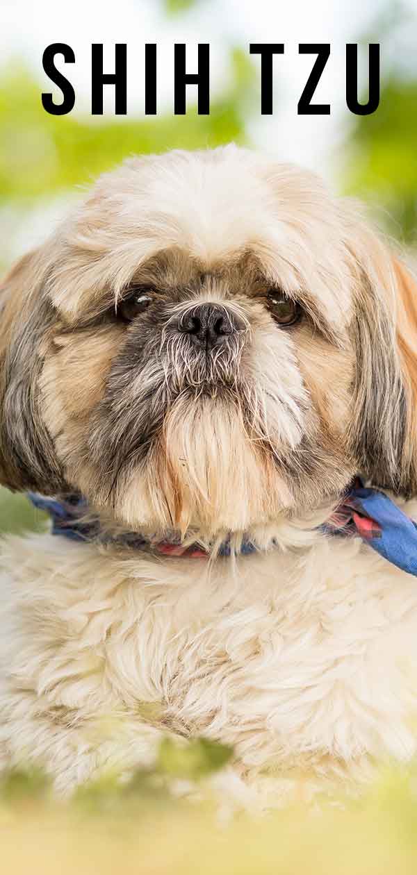 Shih Tzu Dog Breed Information Center Discover A Distinctive