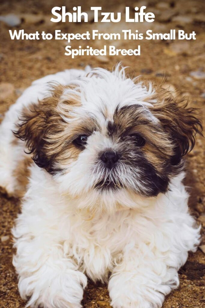 photo of a shih tzu dog
