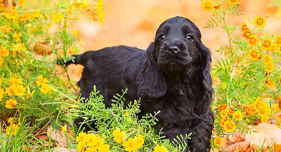 how many puppies do spaniels have