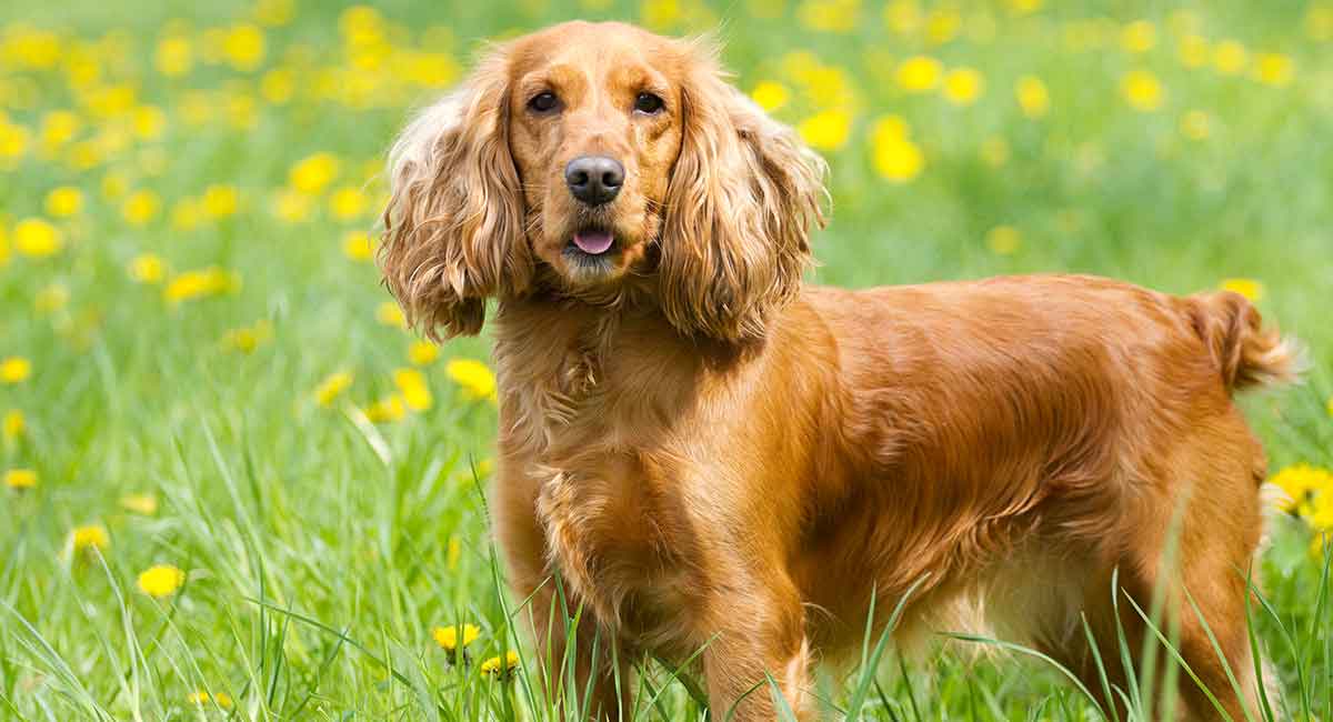 spaniel dog breeds