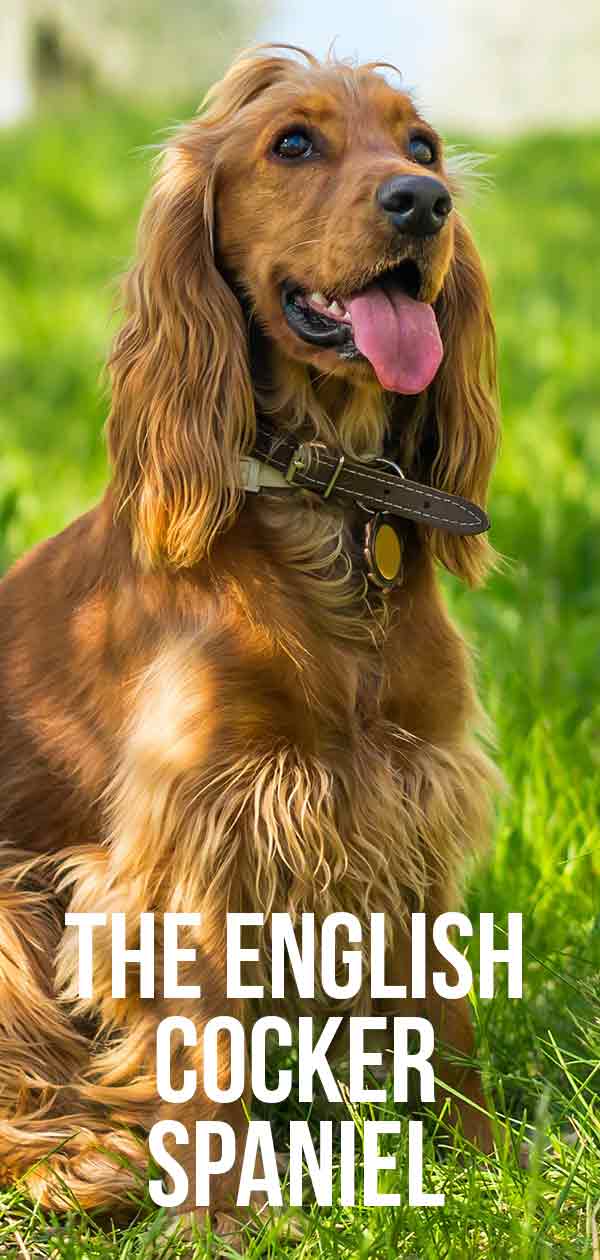 English Cocker Spaniel A Complete Guide To An Active Dog Breed