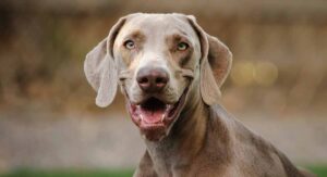 Weimaraner Lifespan