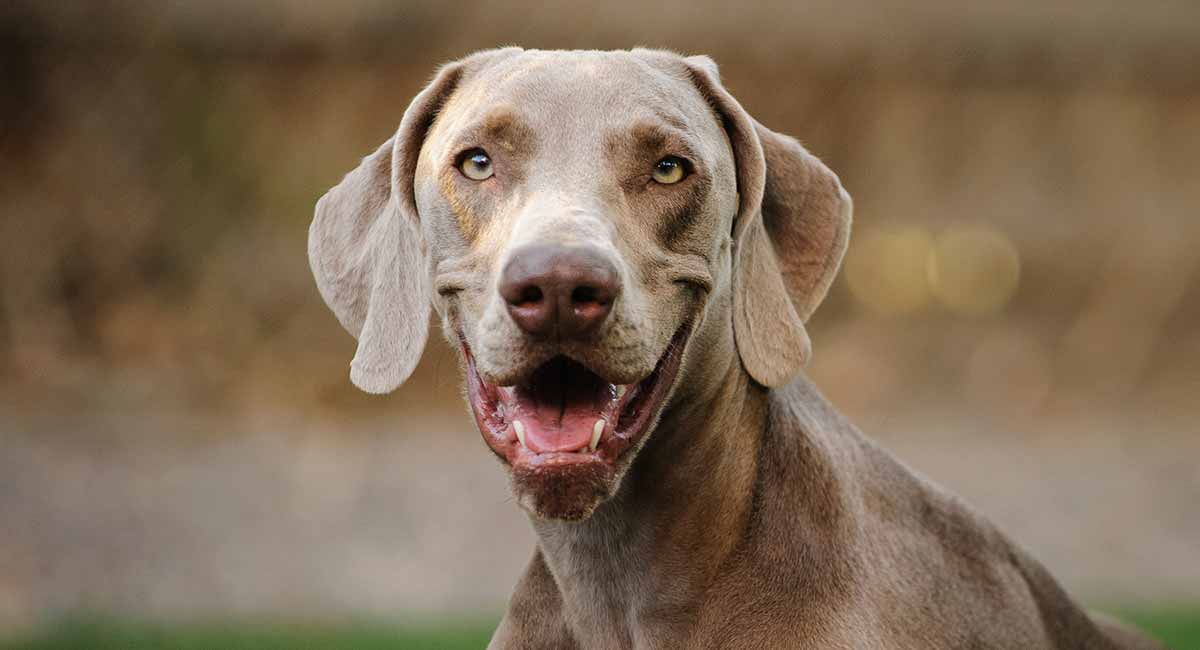 how long do weimaraners eyes stay blue