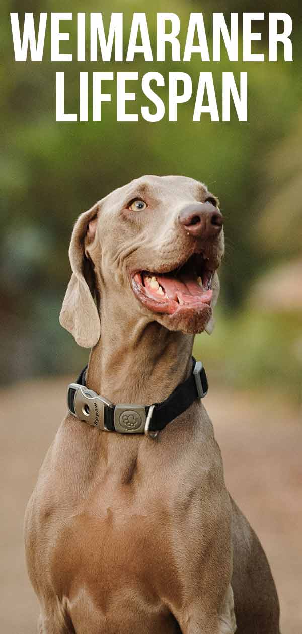 are weimaraners prone to cancer